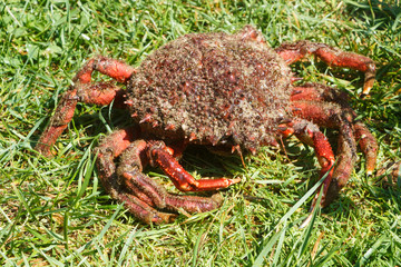 Alive spider crabs on grass after fishing in Brittany