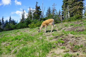 Naklejka na ściany i meble Beautiful deer in mountains in Olympic National Park in summer in Washington, near Seattle