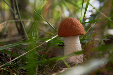 Beautiful leccinum mushroom, known as orange-birch swamp, in the autumn forest among grass.