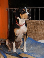 Jolie chienne, croisée beagle assise sur le canapé