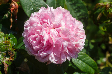 Obraz premium Pink rose in a garden during summer