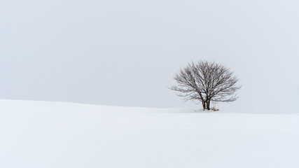 Leafless Tree In Winter Landscape