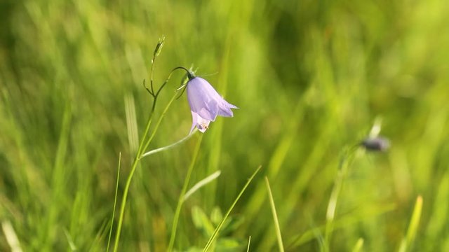 Campanula rotundifolia or bell flower sway in the wind