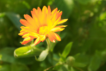 Calendula officinalis blooming in the garden.