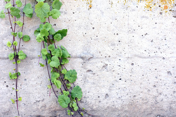 the plant makes its way through the concrete wall