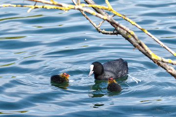 Coot ducklings (Fulica atra) in spring
