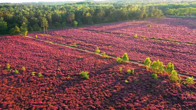 Aerial view of colorful purple heather in bloom in evening light