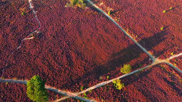 Aerial view of colorful purple heather in bloom in evening light