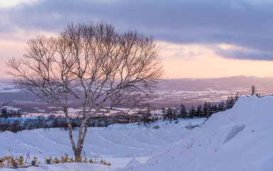 Fototapeta na wymiar Leafless Tree With Snow Landscape