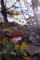 Beautiful mushroom Leccinum known as a Orange birch bolete, in a forest in autumn.