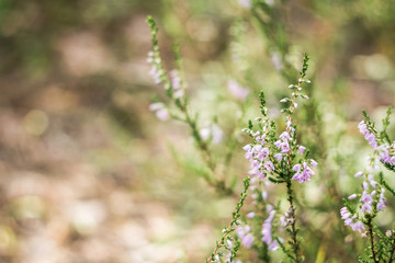 Detail of a flowering common heather (Calluna vulgaris). Amazing photo with  beautiful soft focus and light in background