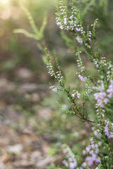 Detail of a flowering common heather (Calluna vulgaris). Amazing photo with  beautiful soft focus and light in background