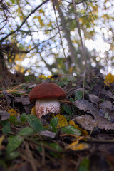 Beautiful mushroom Leccinum known as a Orange birch bolete, in a forest in autumn.
