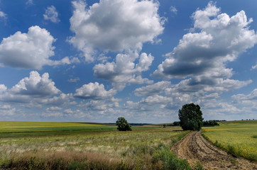 Obraz premium road in the field and white clouds on a blue sky