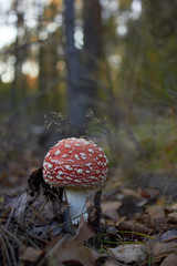 Classic red toadstool, Amanita muscaria mushrom in the autumn forest.