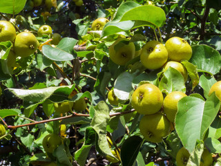 Yellow fruits on wild pear in the garden in summer.
