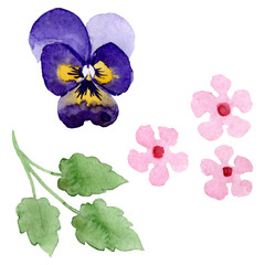 Ornament with pansies botanical flowers. Watercolor background illustration set. Isolated viola illustration element.