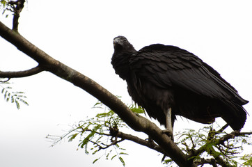 Vulture