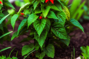 Natural fresh background of green leaves of Salvia