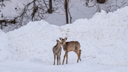 Fototapeta premium Reindeer In Snow Winter Landscape