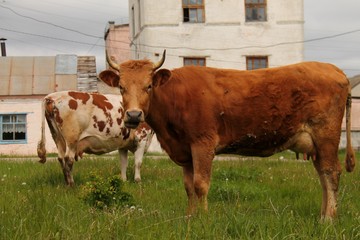 cow and calf