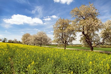 Rapeseed field and alley of flowering cherry trees