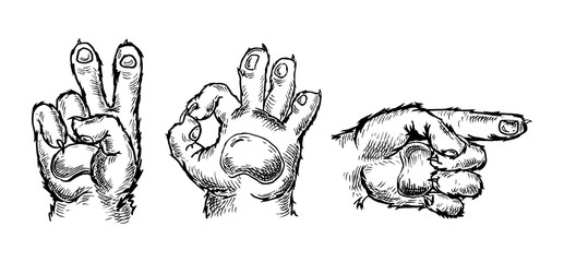 Cat paw sign set. Pointing, okay, victory gesture. Vector vintage engraving