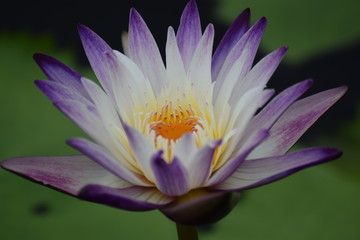 Purple and white waterlily
