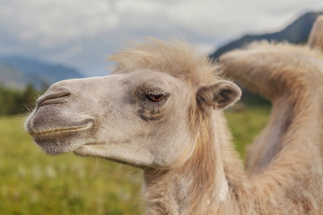 Fototapeta premium Mountain Camel proudly looks away on a green slope