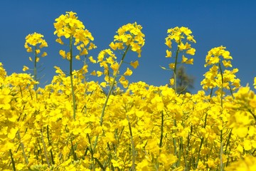 detail of flowering rapeseed canola or colza field
