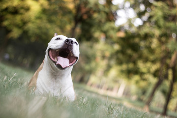 Happy pet dog on grass