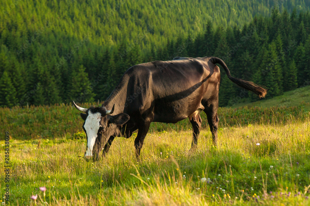 Wall mural Cow on green pasture in front of mountain landscape. Herd of Cows grazing on meadow in mountains.