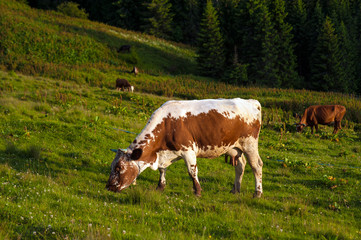 Naklejka premium Cow on green pasture in front of mountain landscape. Herd of Cows grazing on meadow in mountains.