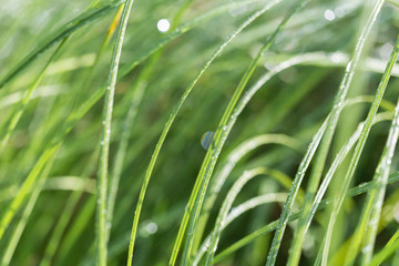 Close-up of a wet green hays in spring or summer. Fresh natural seasonal background. Shallow depth of field.