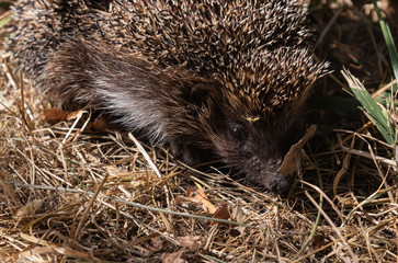 hedgehog nose and eye on dry grass close-up