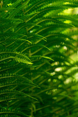 Patterned weave of fern leaves. Bright green color and mesmerizing order