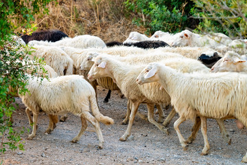 Flock of sheep running at agricultural farm village in Perdaxius