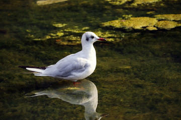 White seagull