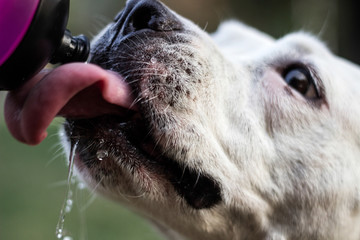 Dog drinking water from a bottle 