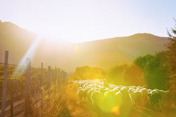 Flock of sheep in village in Perdaxius at sunrise