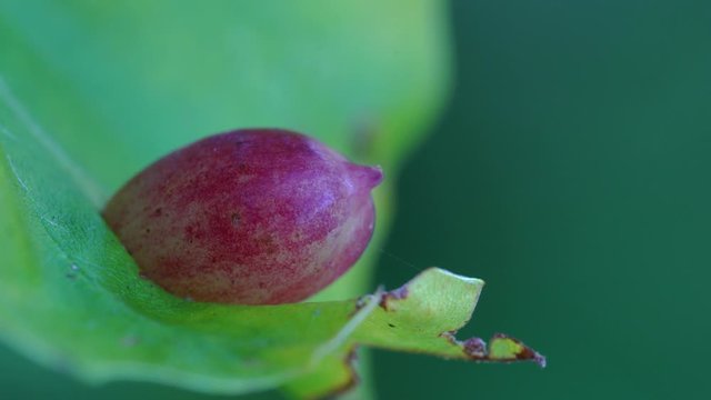 Leaf beech with parasitoid larvae in gall (Mikiola fagi) - (4K)
