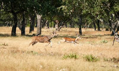 Axis buck and black buck running