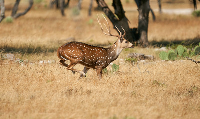 Axis buck running