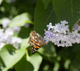 Butterfly Vanessa cardui on lilac flowers. Pollination blooming