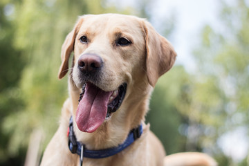 Smiling labrador dog in the city park