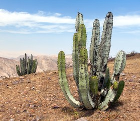 Cactus in desert landscape near Cerro Blanco, Nazca