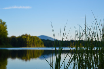 Aquatic grass sits in focus in the foreground, while the shoreline, lake, and mountain peak are out-of-focus in the distance