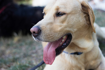 Smiling labrador dog in the city park