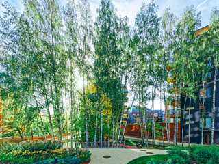 Birch trees at Modern glass residential building