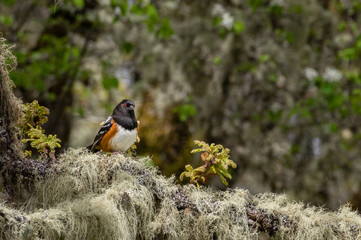 Spotted Towhee (Pipilo maculatus) with striking red eye, sits on a lichen covered Oak tree branch, singing  for a mate.